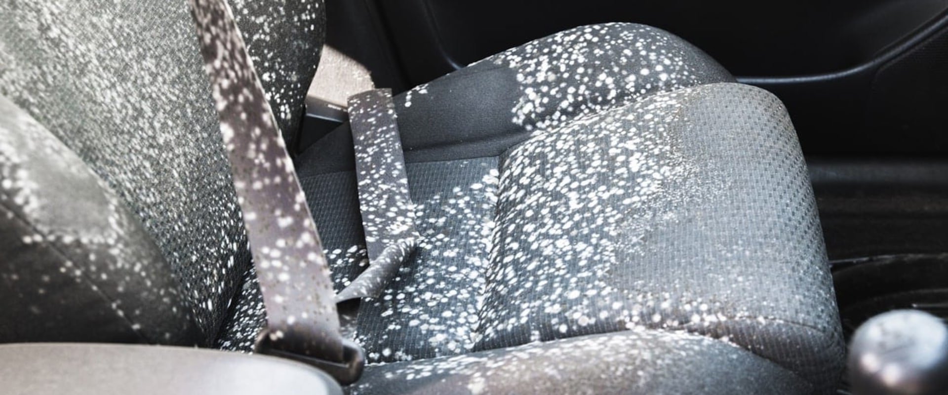 How to Get Rid of Mold in Your Car